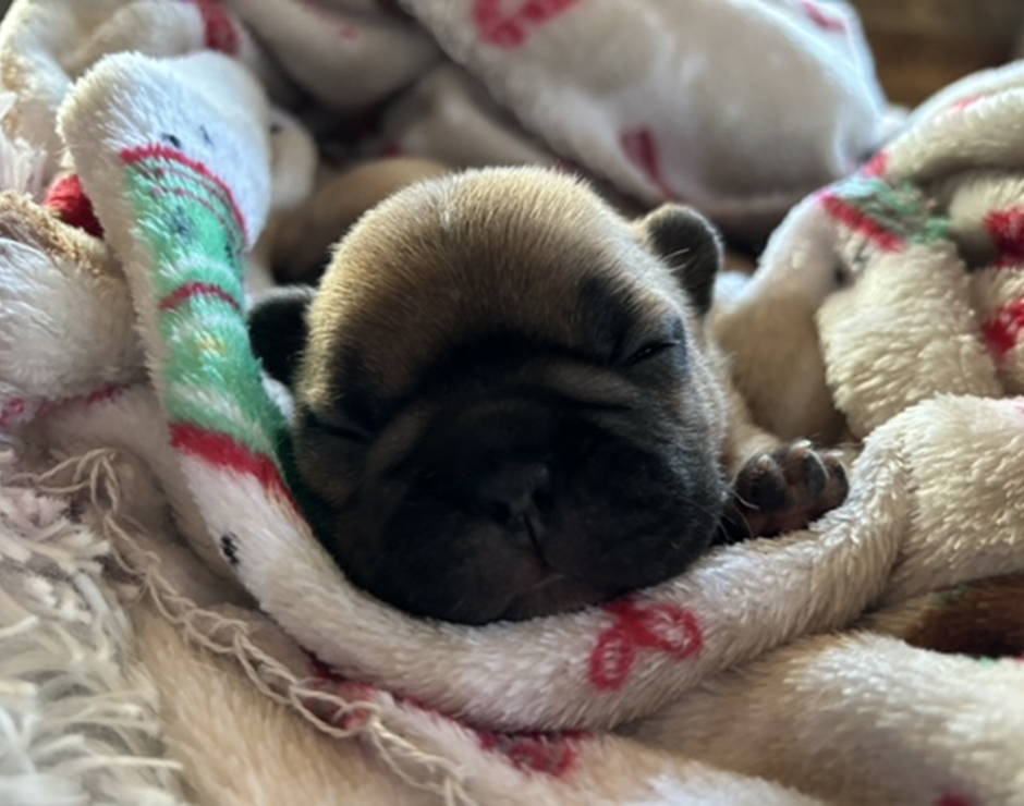 French Bulldog Puppy