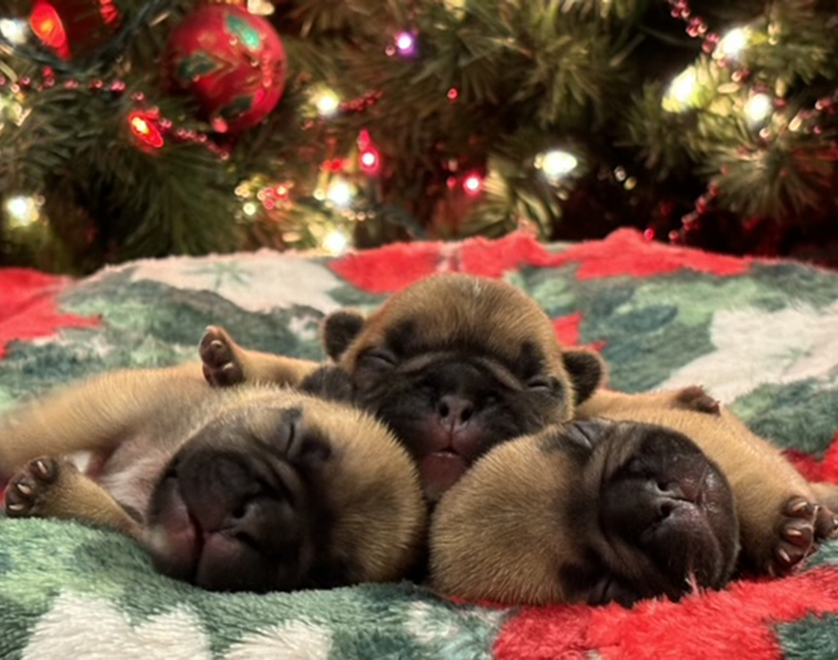 Red Fawn French Bulldog Puppies