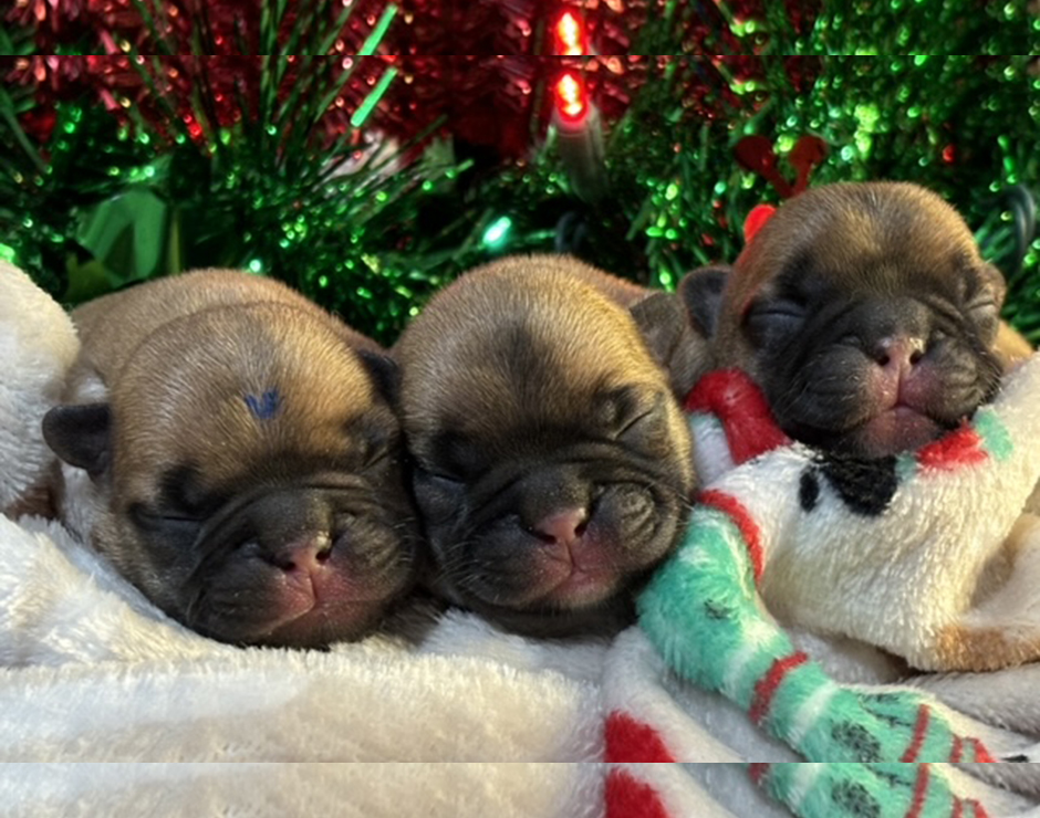 Red Fawn French Bulldog Puppies