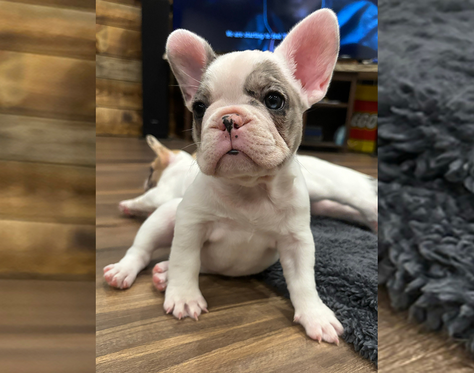 Female French Bulldog Puppy bred by Mainely Frenchies, LLC