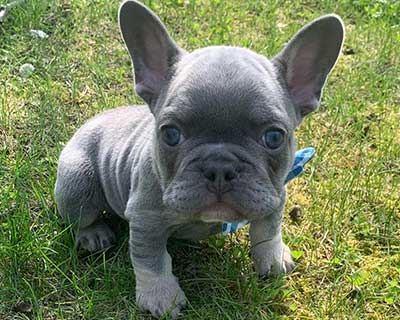 French Bulldog Puppy