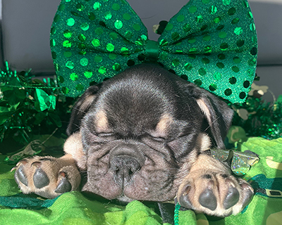 French Bulldog Puppy