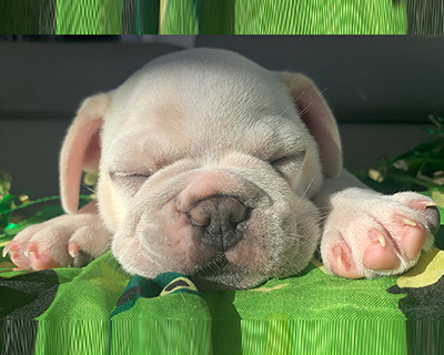 French Bulldog Puppy