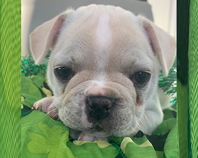French Bulldog Puppy