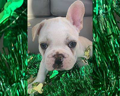 French Bulldog Puppy