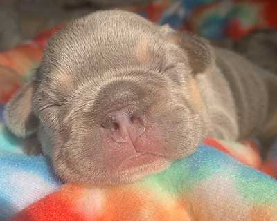 French Bulldog Puppy