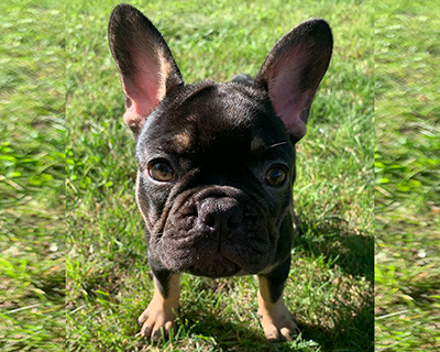 French Bulldog Puppy