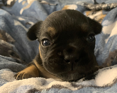 French Bulldog Puppy