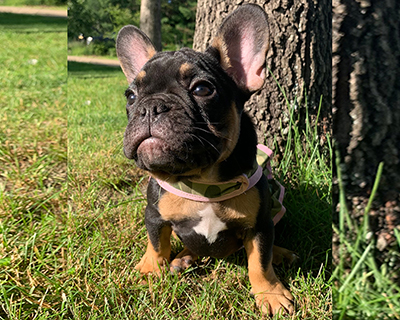French Bulldog Puppy