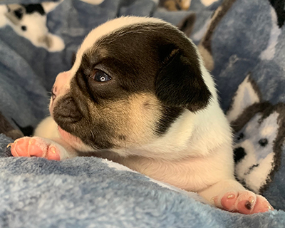 French Bulldog Puppy