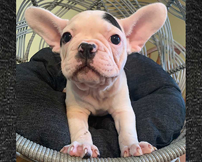 French Bulldog Puppy