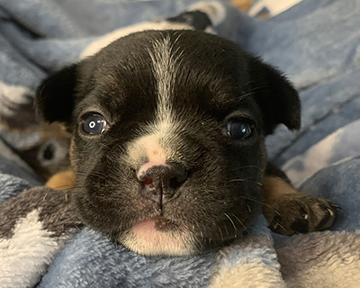 French Bulldog Puppy