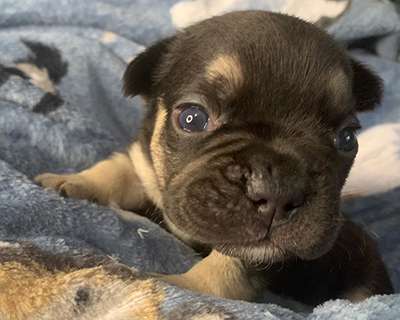 French Bulldog Puppy