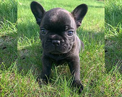 French Bulldog Puppy
