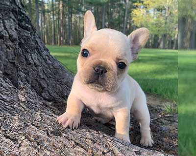 French Bulldog Puppy