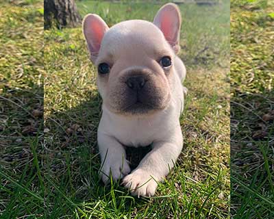French Bulldog Puppy