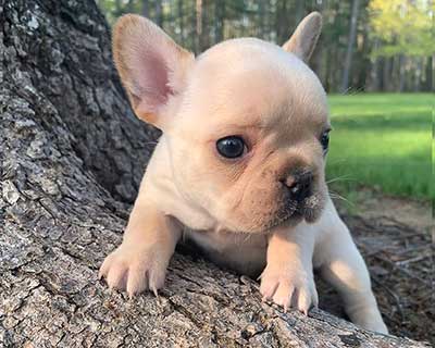 French Bulldog Puppy