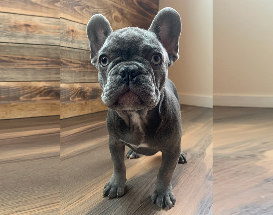 French Bulldog Puppy