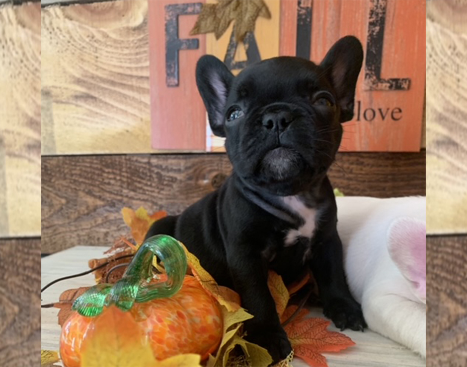 French Bulldog Puppy