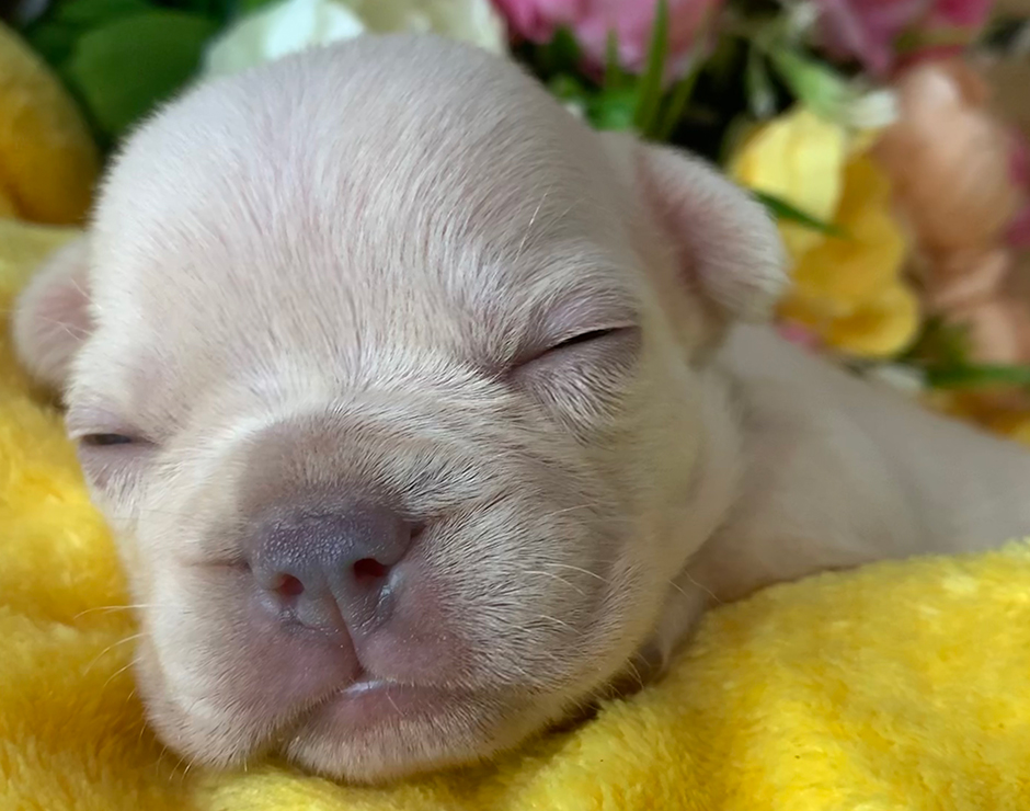 French Bulldog Puppy