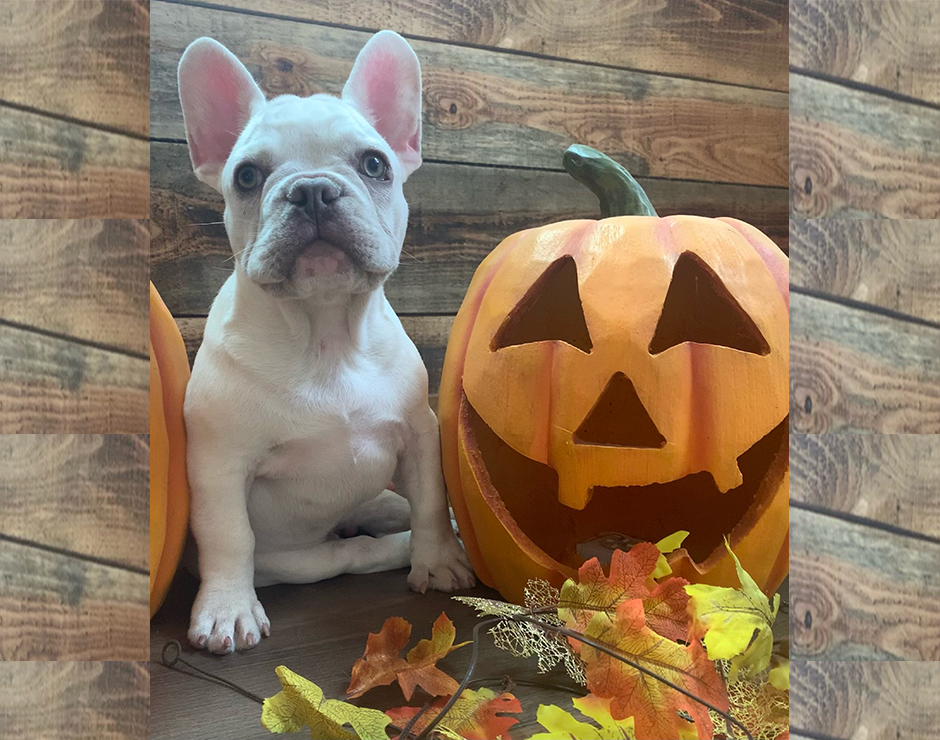 French Bulldog Puppy