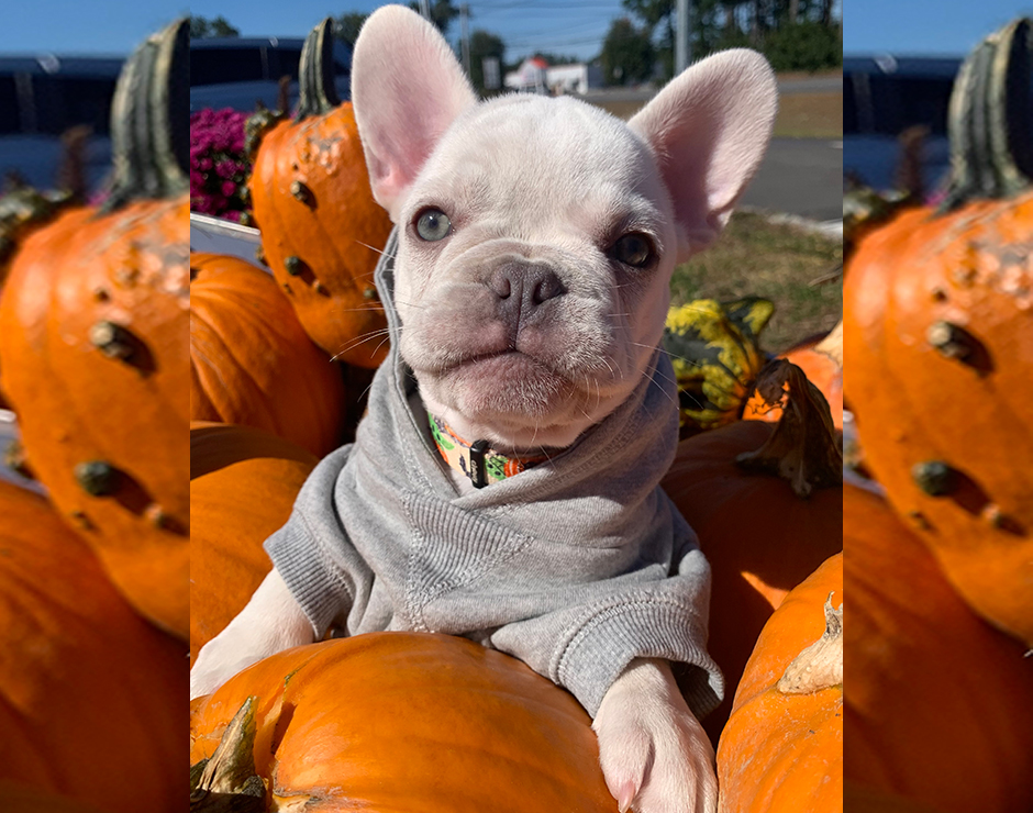 French Bulldog Puppy