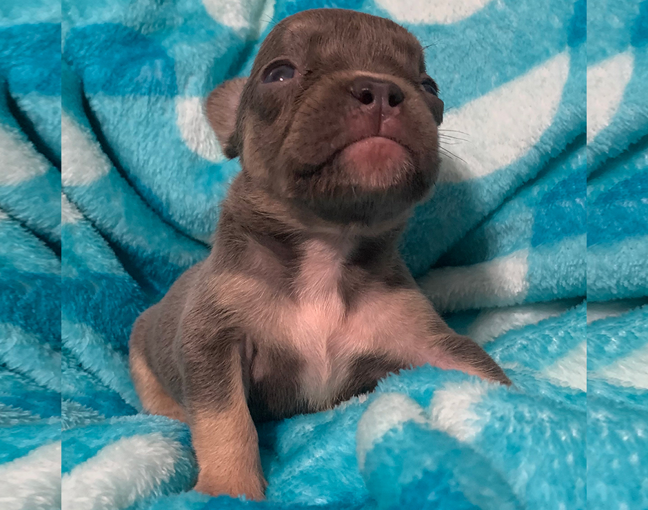 French Bulldog Puppy