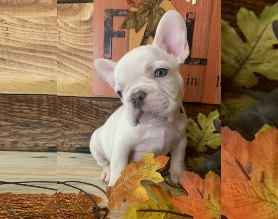 French Bulldog Puppy
