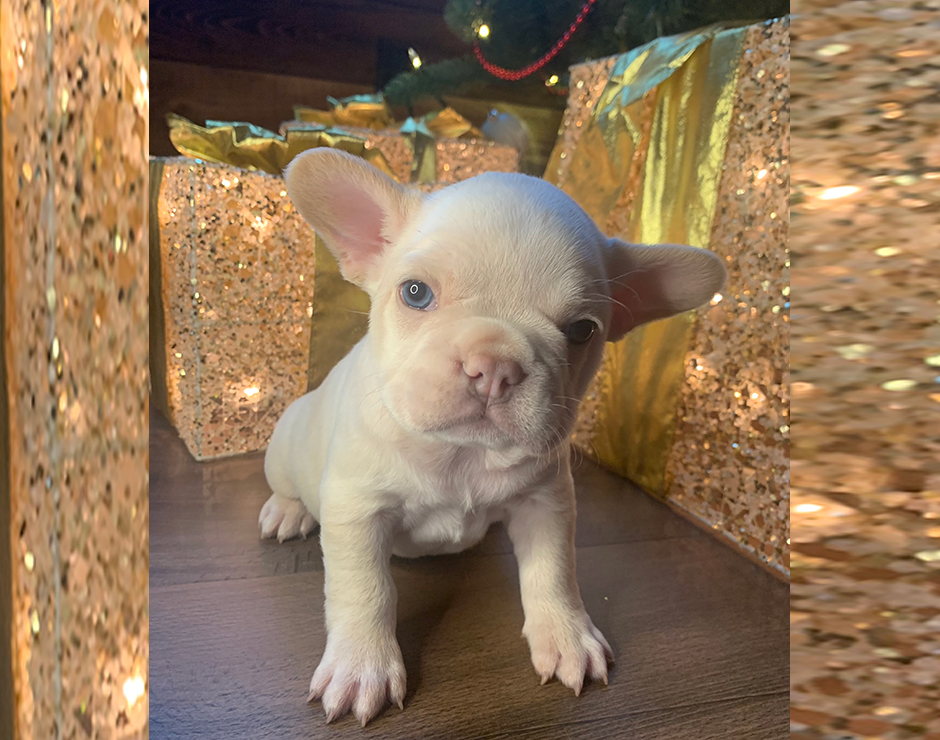 French Bulldog Puppy