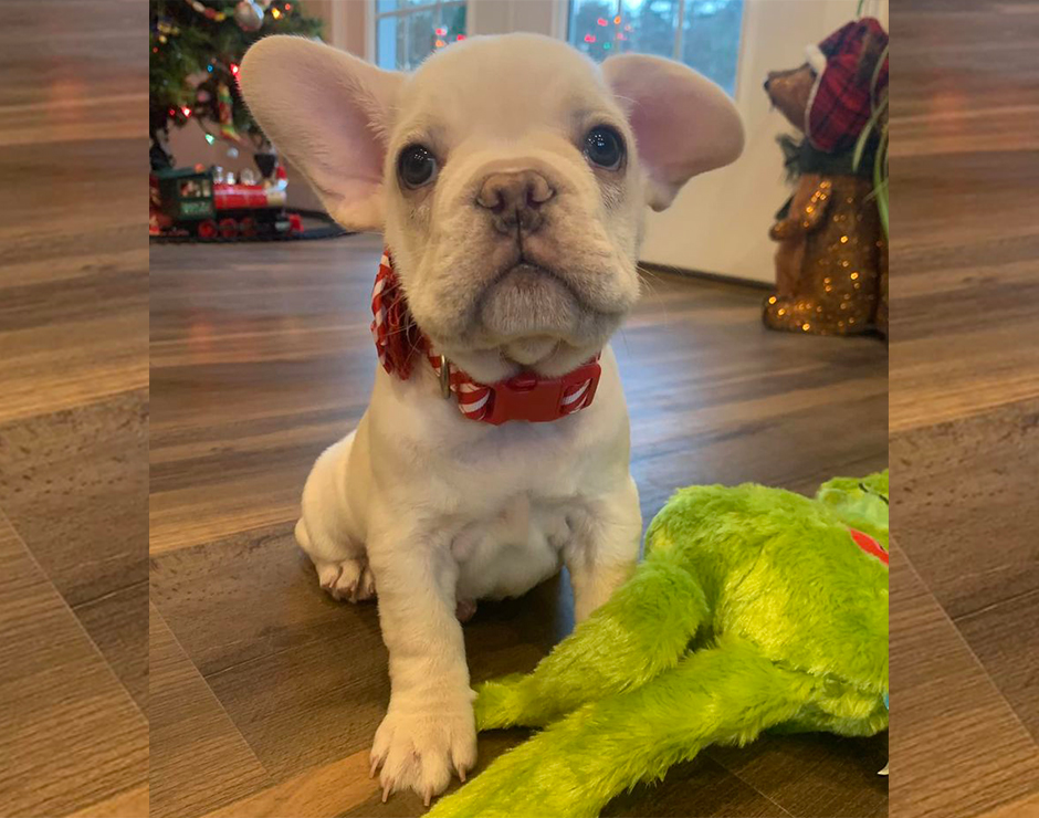 French Bulldog Puppy