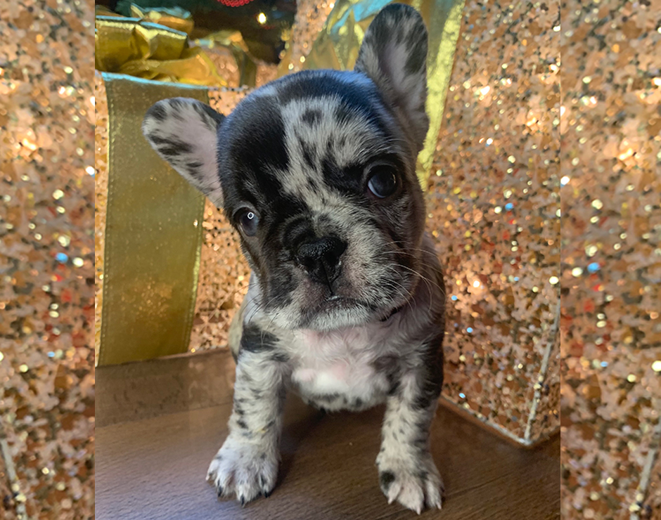 French Bulldog Puppy
