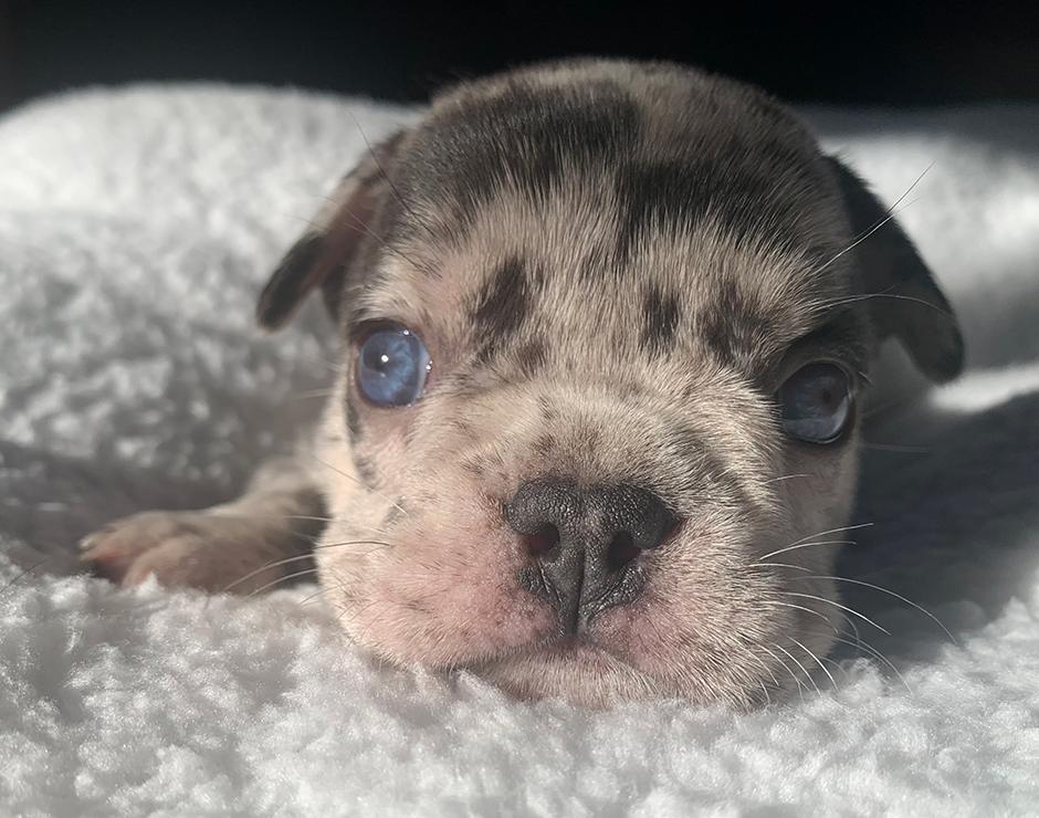 French Bulldog Puppy