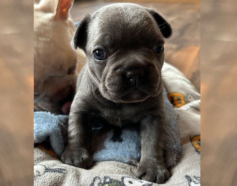 French Bulldog Puppy