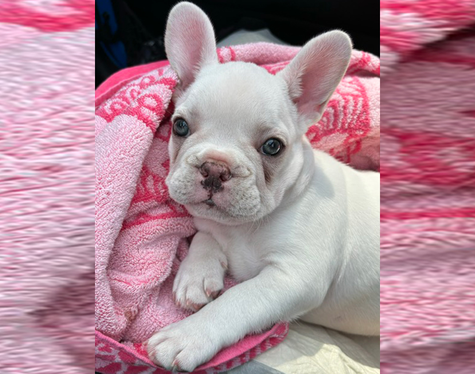 French Bulldog Puppy