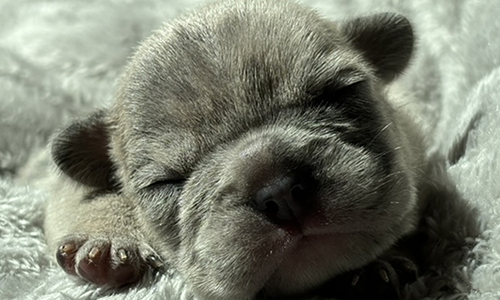 Tilly and Everest, French Bulldog Parents