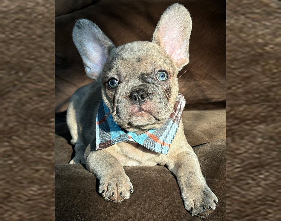 French Bulldog Puppy