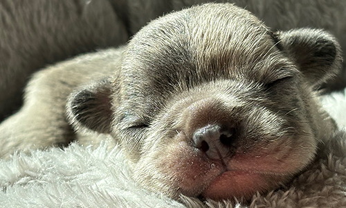 Tilly and Everest, French Bulldog Parents
