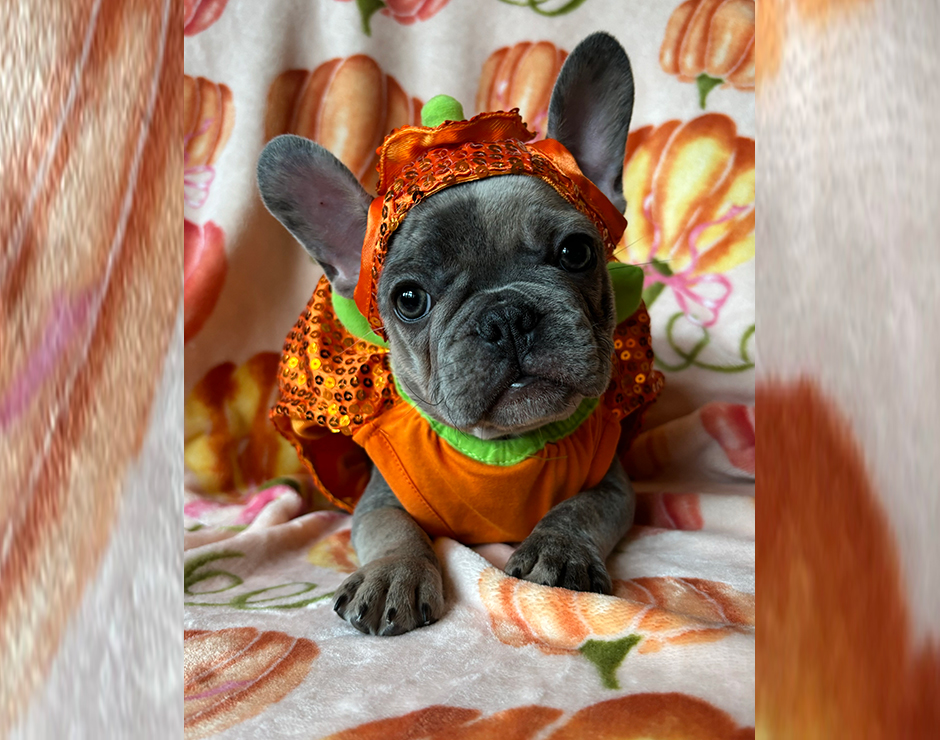 French Bulldog Puppy