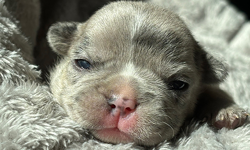 Tilly and Everest, French Bulldog Parents