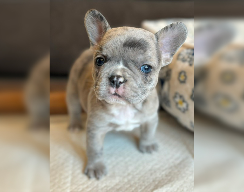 French Bulldog Puppy