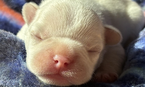 Tilly and Everest, French Bulldog Parents