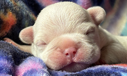 Tilly and Everest, French Bulldog Parents