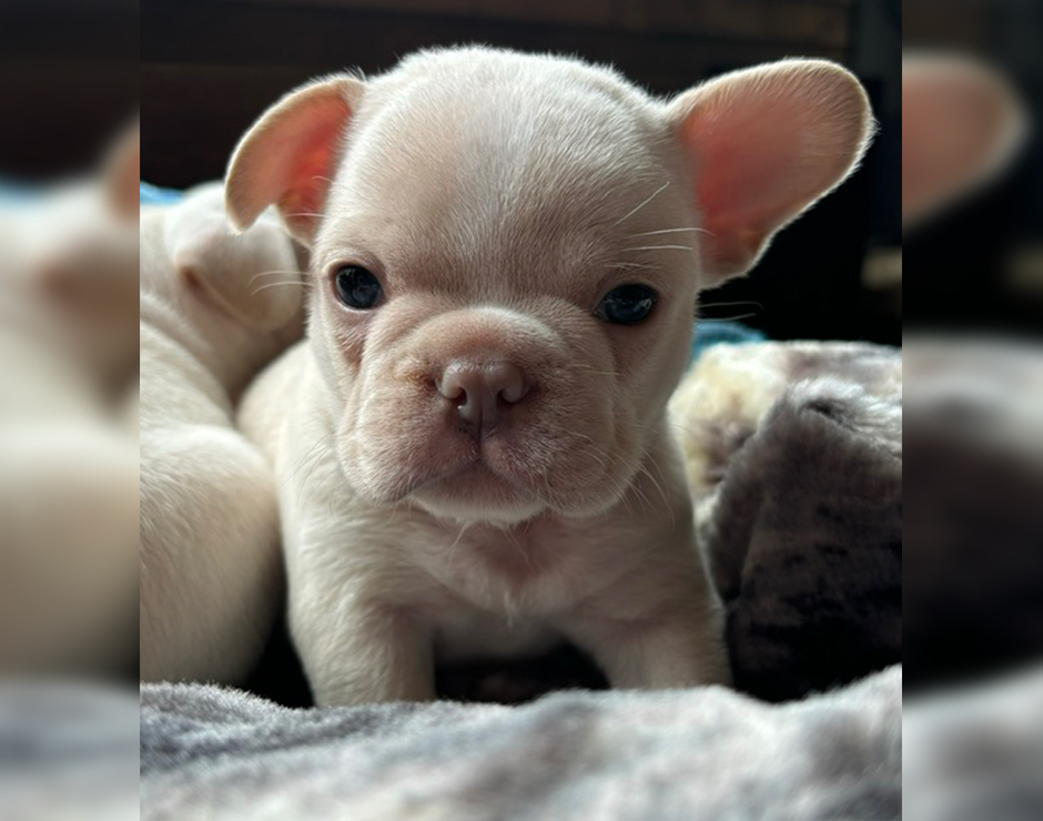 French Bulldog Puppy