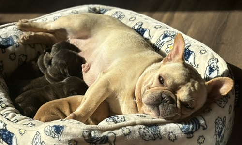 French Bulldog Puppies from Mango and El Chingon