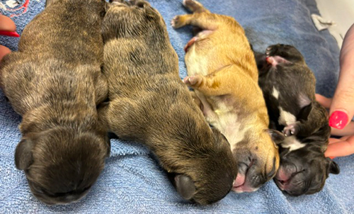 French Bulldog Puppies from Mango and El Chingon