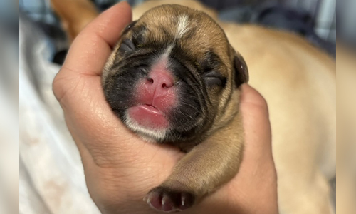 French Bulldog Puppies from Mango and El Chingon