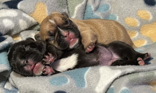 French Bulldog Puppies from Mango and El Chingon
