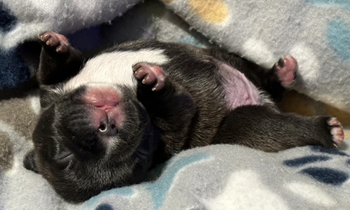 French Bulldog Puppies from Mango and El Chingon