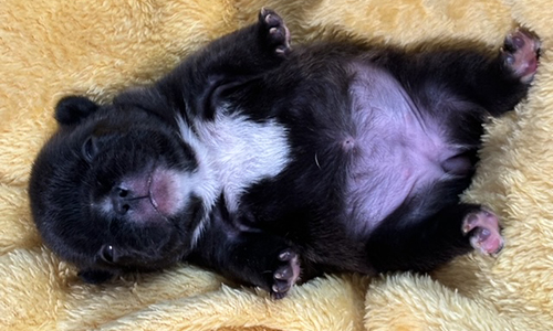 French Bulldog Puppies from Mango and El Chingon