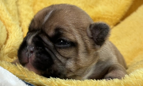 French Bulldog Puppies from Mango and El Chingon